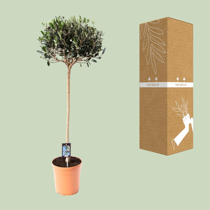 Olijf Olea - Olijfboom - ↕80cm - Ø19cm