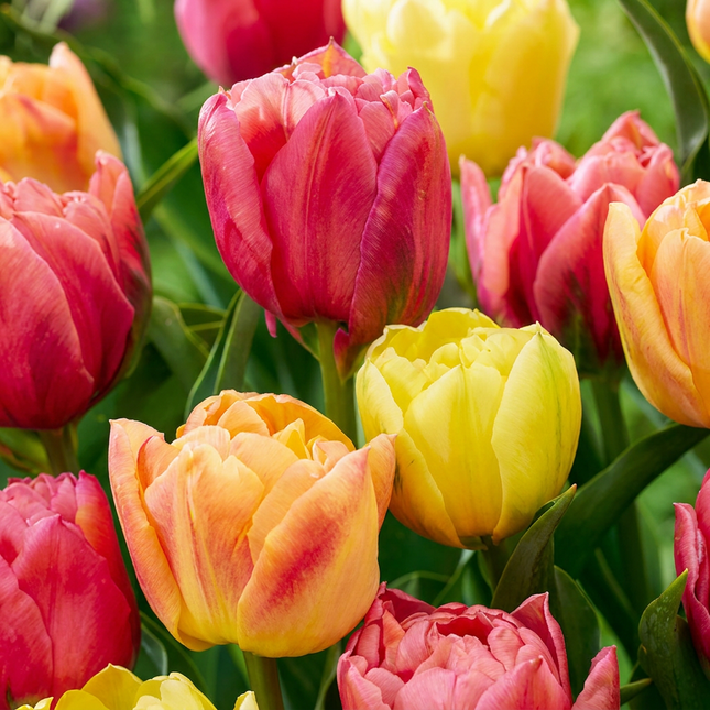 24x Tulipa Symbiosa mix - Bloembollen - Tulp Symbiosa mix - Diversen - Voorjaarsbloeier - Bolmaat 11/12