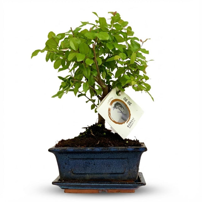Árbol bonsái esférico - ↕25-30 cm (cerámica mixta)