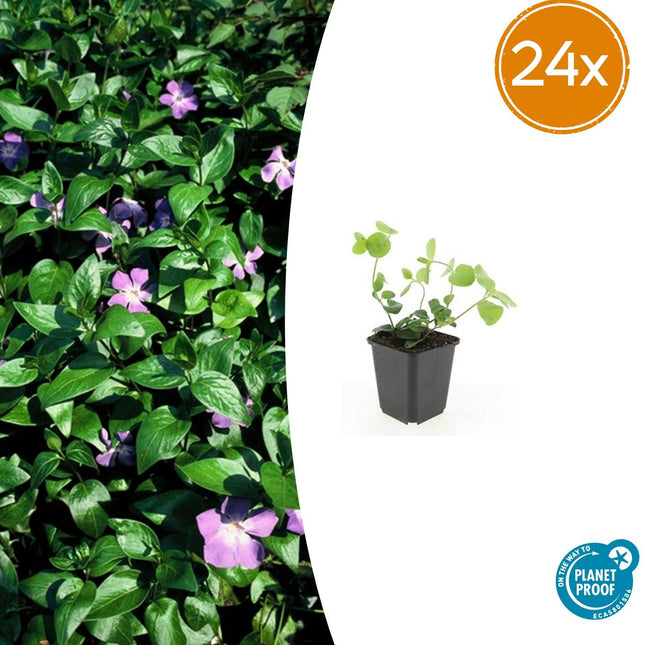 Vinca major - Grande pervenche - ↕10-25cm - Ø9cm - 24x