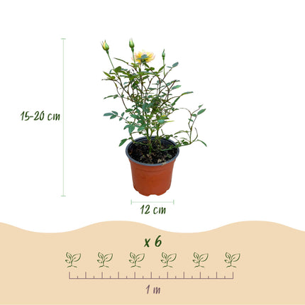 Rosa Tricolor Fairy - Rosa - Resistente - Giallo-Rosa - 3 Piante - Vaso da 12 cm - Altezza 20-25 cm