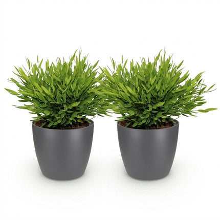 Bamusa Pogonatherum Monica - Bambusgræs - med grå urtepotter - ↕20cm - Ø12cm - 2x