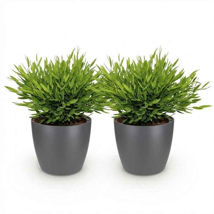 Bamusa Pogonatherum Monica - Bamboegras - met grijze plantenpotten - ↕20cm - Ø12cm - 2x