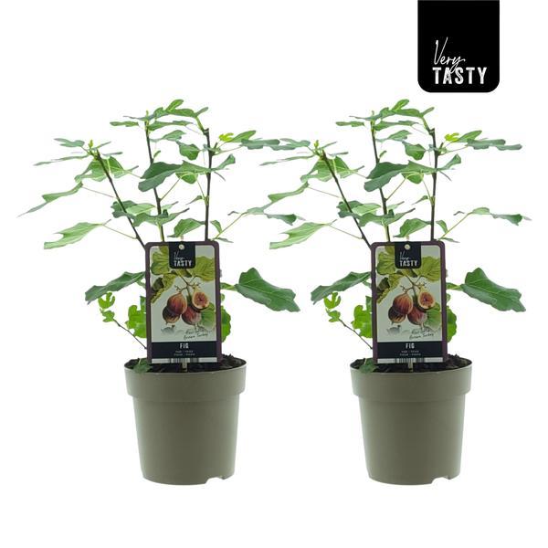 Ficus Brown Turkey - Vijgenboom - ↕40cm - Ø15cm - 2x