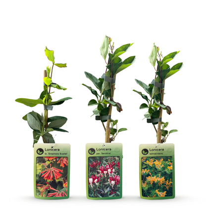 Lonicera Tricolour - Driekleurige kamperfoelie 9x - Rood - Paars - Oranje - Geel - Klimplant - Ø9cm - ↕35cm