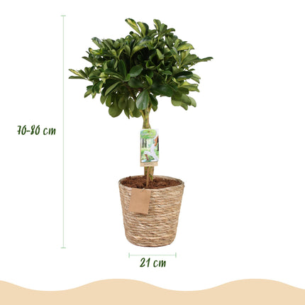 Schefflera Gold Capelle - Fingertræ - med guldkurv - ↕70-80cm - Ø21cm