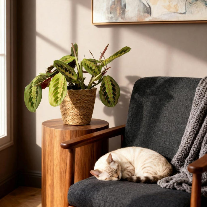 Maranta Fascinator Tricolour - Gebedsplant - met Mand - ↕25cm - Ø12cm