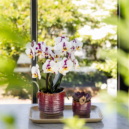 Kolibri Home | Aura decorative pot - Ø9cm