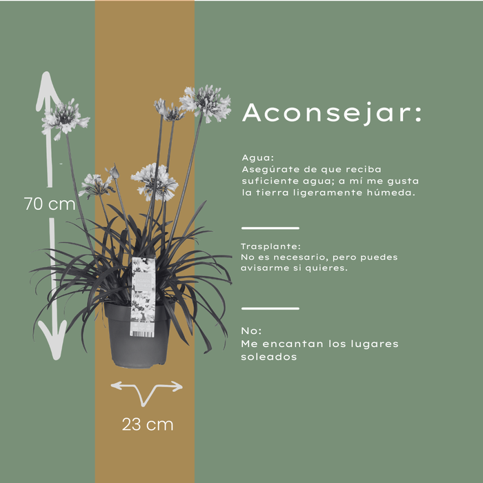 Agapanthus 'Everwhite' - Afrikaanse Lelie - ↕70cm - Ø23cm