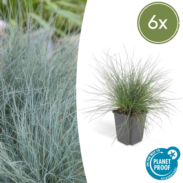 Festuca glauca 'Elijah Bleu' - Festuca blu - ↕10-25cm - Ø9cm - 6x
