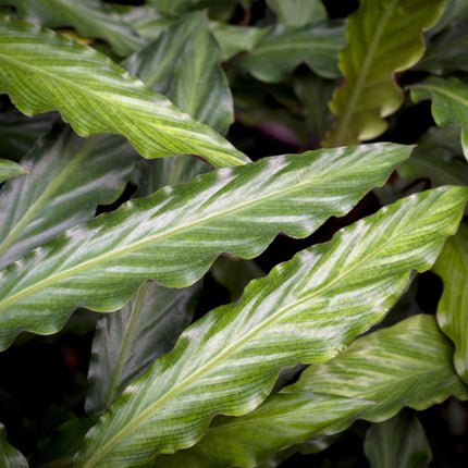 Calathea Rufibarba - Planta pavo real - ↕55-60 cm - Ø17 cm