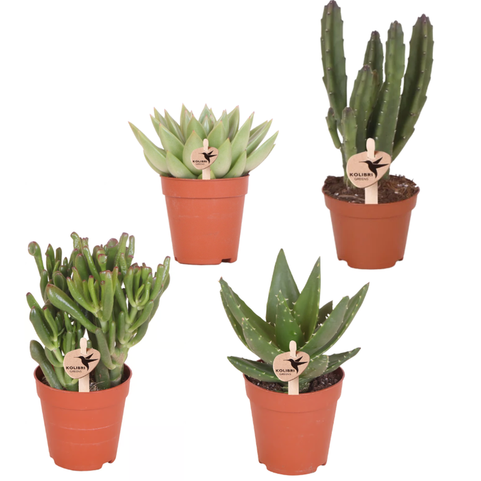 Kolibri Greens - set van 4 groene planten - groene kamerplant - Ø6cm