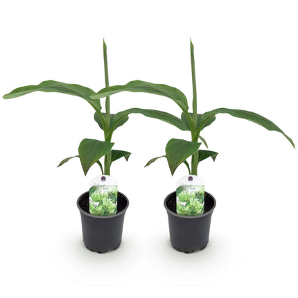 Pianta di banano - Musa Basjoo - ↕30cm - Ø12cm - 2x