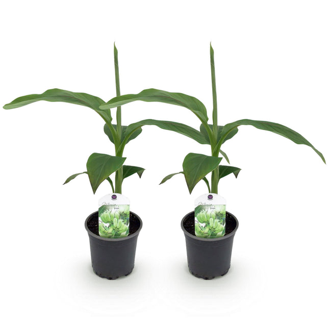 Pianta di banano - Musa Basjoo - ↕30cm - Ø12cm - 2x