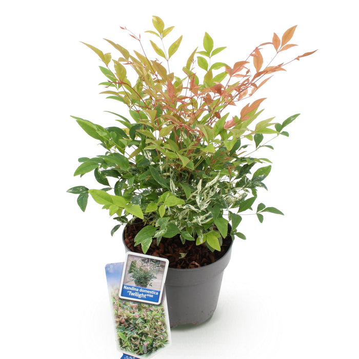 Nandina Twilight - Bont & Roze - 1 Plant - Groenblijvend - Weinig Onderhoud - Pot 17cm Hoogte 45cm