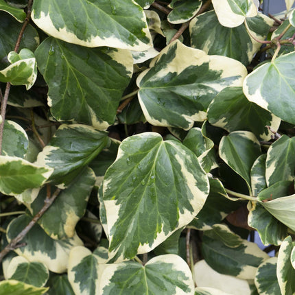 Hedera Colchica 'Dentata Variegata' - ↕65cm - Ø15cm - 4x
