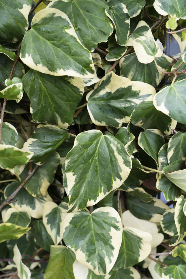 Hedera Colchica 'Dentata Variegata' - ↕65cm - Ø15cm - 4x