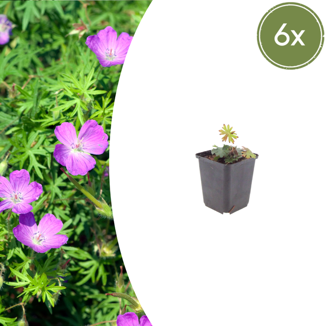 Geranium sanguineum - Bloedooievaarsbek - ↕10-25cm - Ø9cm - 6x