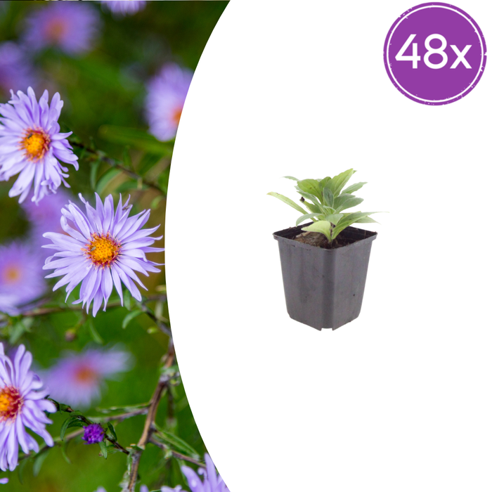 Aster frikartii 'Monch' - Herfstaster - ↕10-25cm - Ø9cm - 48x