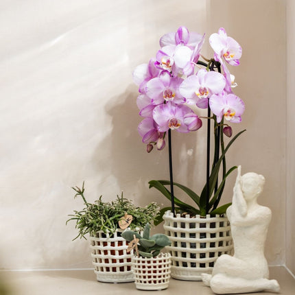 Kolibri Orchids | Combi Deal - 2 Roze Phalaenopsis Orchideeën Niagara Fall Xanion - Ø12 cm