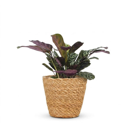 Ctenanthe Burle Marxii - Visgraatplant - met Zeegras Mand - Pot 12cm - Hoogte 30cm