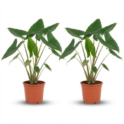 Alocasia Zebrina - ↕70-75cm - Ø21cm - 2x