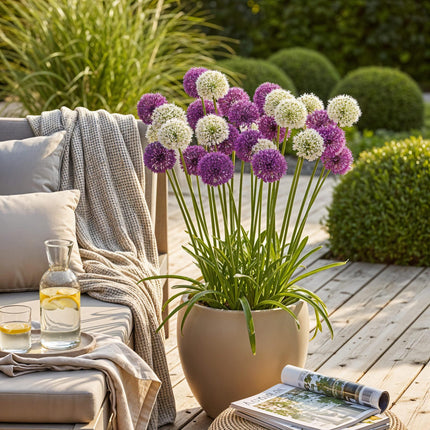 Bulbes d'Allium violet et blanc - Mélange violet et blanc - 15 bulbes - Calibre 10/12 - Paquet XXL