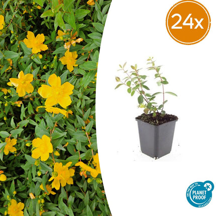 Hypericum dummeri 'Peter Dummer' - ↕10-25cm - Ø9cm - 24x
