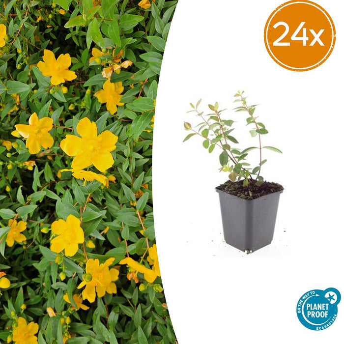 Hypericum dummeri 'Peter Dummer' - ↕10-25cm - Ø9cm - 24x