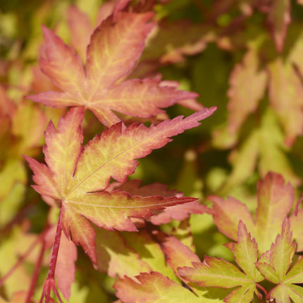 Acer palmatum Sangokaku - Japanse Esdoorn - Groen - ↕90cm - Ø26cm