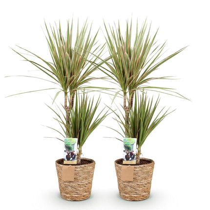 Dracaena Sunray - Arbre Dragon - avec panier - ↕70-75cm - Ø17cm - 2x