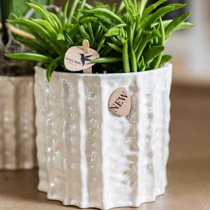 Kolibri Home | Oyster sierpot - Ø12cm