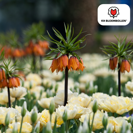 Fritillaria Crown Imperial Rubra red/orange 5 pieces