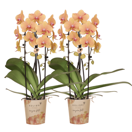 Kolibri Orchids | Combi Deal - 2 Oranje-Roze Phalaenopsis Orchideeën Niagara Fall Sunny Bunny - Ø12 cm