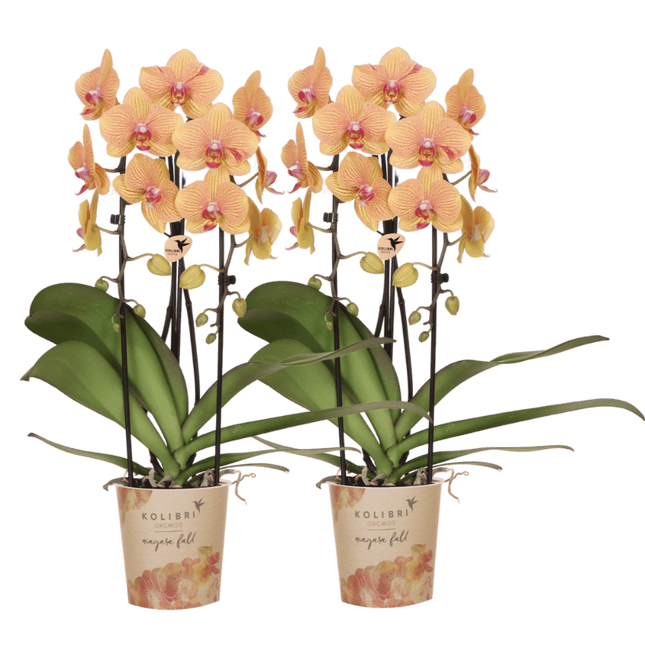 Kolibri Orchids | Combi Deal - 2 Oranje-Roze Phalaenopsis Orchideeën Niagara Fall Sunny Bunny - Ø12 cm