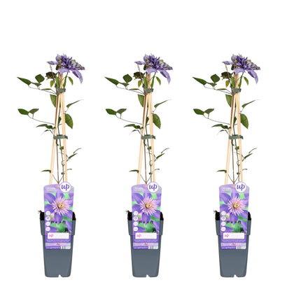 Clematis Multi Blue - Bosrank - ↕65cm - Ø15cm - 3x