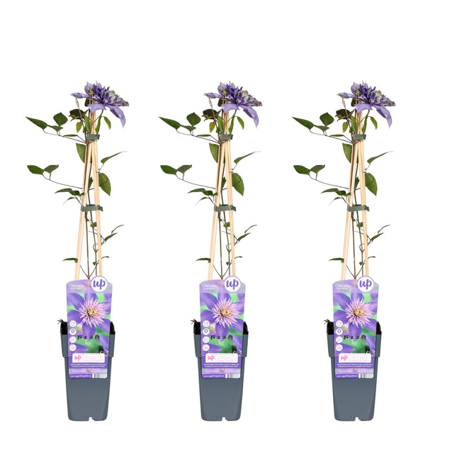 Clematide Multi Blu - Clematide - ↕65cm - Ø15cm - 3x