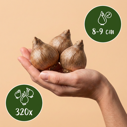 320x Leucojum Aestivum - Bloembollen - Zomerschneeklokje - Wit - Voorjaarsbloeier - Bolmaat 8/9