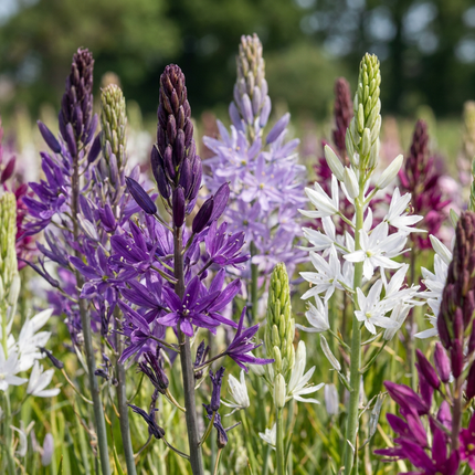 20x Camassia Leichtlinii Mix - Bloembollen - Grote camas - Blauw en Wit - Zomerbloeier - Bolmaat 12/14