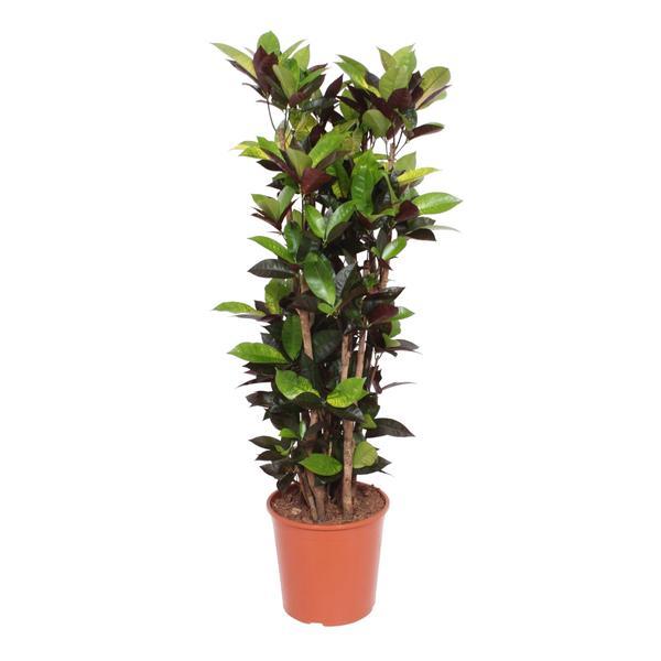 Codiaeum Iceton - Crotone - ↕140cm