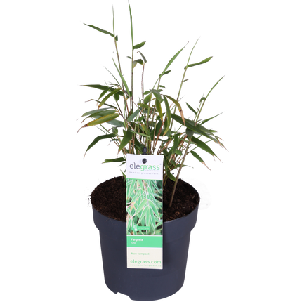 Fargesia rufa - Niet woekerende bamboe - ↕40cm - Ø14cm