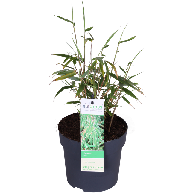 Fargesia rufa - Bambù non invasivo - ↕40cm - Ø14cm