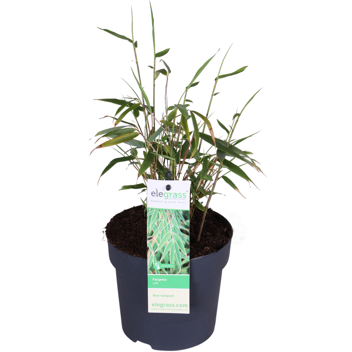 Fargesia rufa - Niet woekerende bamboe - ↕40cm - Ø14cm