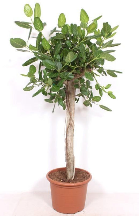 Ficus Benghalensis boom de luxe - 200cm