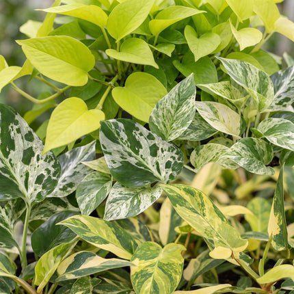 Baby Planten Tropical Mix - Diversen 3x - Tropisch - incl. Linnea Olive - Ø6cm - ↕10-15cm