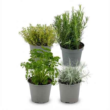 Italiaanse Kruidenmix - ↕12-15cm - Ø12cm - 4x