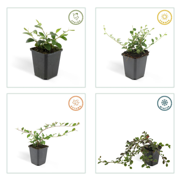 Cotoneaster dammeri - ↕10-25cm - Ø9cm - 24x