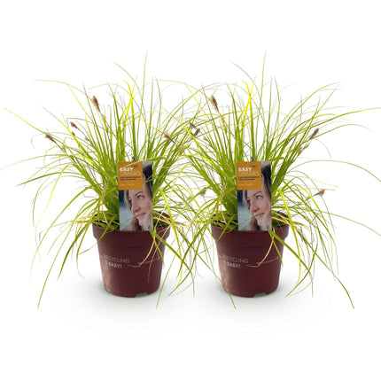 Carex oshimensis Everillo - Zegge - Geel - ↕50cm - Ø17cm - 2x