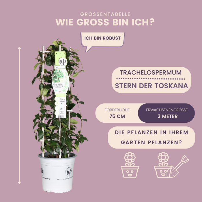 Gele Toscaanse Jasmijn - Trachelospermum asiaticum 'Yellow Star' - ↕75cm - Ø23cm