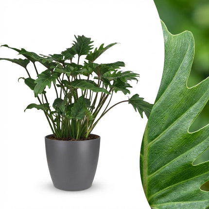Philodendron Xanadu - met grijze pot - ↕60cm - Ø19cm